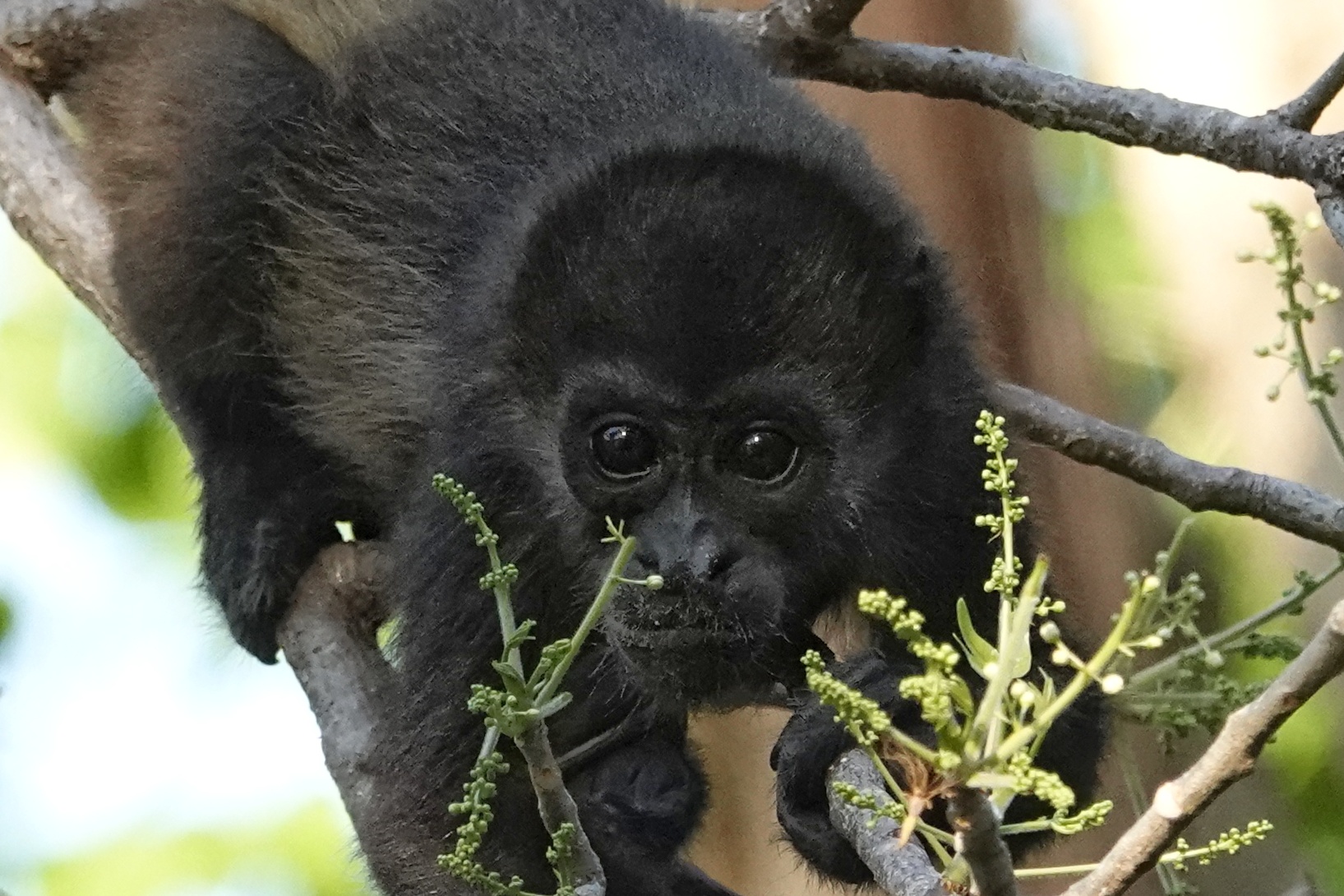 Singe hurleur à Ometepe